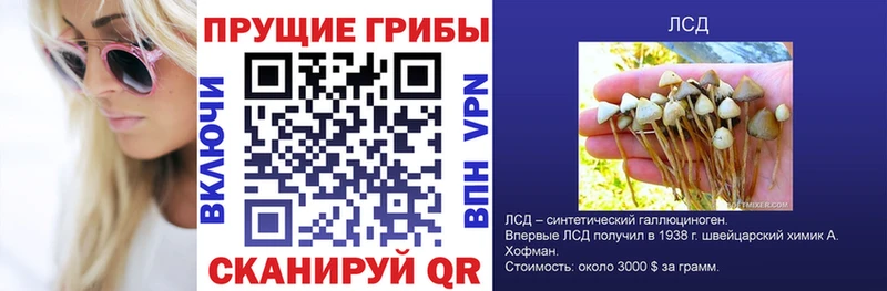 Галлюциногенные грибы Psilocybine cubensis  Ливны 